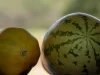 La granja experimental que busca descubrir qué se puede sembrar en la misma tierra donde hubo minería de carbón: todas las cosechas han dado resultado
