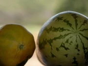 La granja experimental que busca descubrir qué se puede sembrar en la misma tierra donde hubo minería de carbón: todas las cosechas han dado resultado