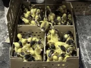 El disparo de las ventas de pato Merlín, la moda del Mundial que preocupa a los animalistas en México: ¿qué pasará con ellos tras el evento deportivo?