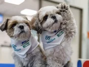 Leia, Habana, Bimba y Bartolo: los ‘dogtores’ que alivian el dolor crónico en una pionera terapia en Chile