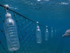 Botellas de plástico recicladas logran un avance histórico: reducen hasta un 88% la muerte de delfines en redes de pesca