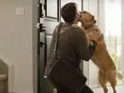 La efusividad de un perro al recibir a su dueño puede ser una señal de ansiedad, no de felicidad, según expertos.
