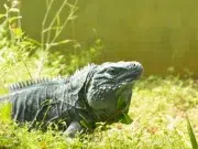 Última actualización de la Lista Roja elevó a más de 49.500 las especies amenazadas a escala mundial