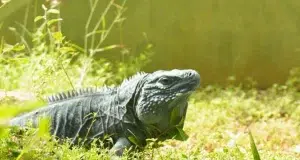 Última actualización de la Lista Roja elevó a más de 49.500 las especies amenazadas a escala mundial