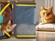 No es solo comodidad: este es el motivo por el que los gatos duermen sobre la ropa de sus dueños