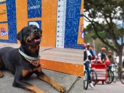 Ruta Sabuesos llega a la Ciclovía de Bogotá con concursos, actividades y orientación para mascotas: conozca cómo participar