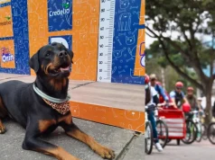 Ruta Sabuesos llega a la Ciclovía de Bogotá con concursos, actividades y orientación para mascotas: conozca cómo participar