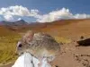 Un ratón andino desafía los límites de la vida: su genoma revela cómo sobrevive a más de 6 700 metros