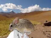 Un ratón andino desafía los límites de la vida: su genoma revela cómo sobrevive a más de 6 700 metros