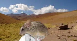 Un ratón andino desafía los límites de la vida: su genoma revela cómo sobrevive a más de 6 700 metros