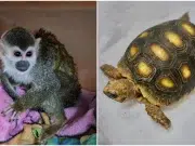 ¿Sabía que tener un animal silvestre como mascota puede costarle una multa de más de 400 mil pesos y hasta 11 años de prisión? Esto dice la ley