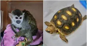 ¿Sabía que tener un animal silvestre como mascota puede costarle una multa de más de 400 mil pesos y hasta 11 años de prisión? Esto dice la ley