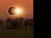 Eclipse solar agosto 2026: qué ocurre con los animales y cómo altera sus ciclos naturales