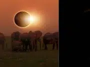 Eclipse solar agosto 2026: qué ocurre con los animales y cómo altera sus ciclos naturales