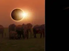 Eclipse solar agosto 2026: qué ocurre con los animales y cómo altera sus ciclos naturales