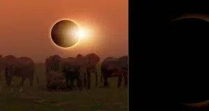 Eclipse solar agosto 2026: qué ocurre con los animales y cómo altera sus ciclos naturales