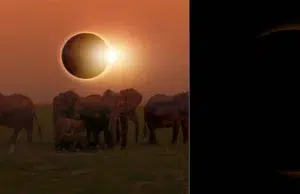 Eclipse solar agosto 2026: qué ocurre con los animales y cómo altera sus ciclos naturales