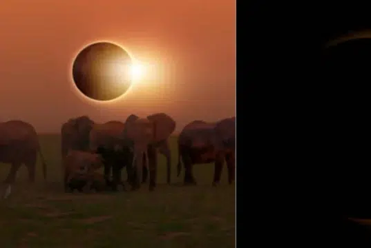 Eclipse solar agosto 2026: qué ocurre con los animales y cómo altera sus ciclos naturales