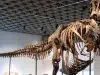 Un esqueleto de T. Rex se vendió por un récord de 50,1 millones de dólares en una subasta en Nueva York
