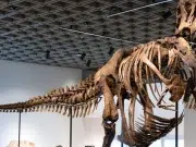 Un esqueleto de T. Rex se vendió por un récord de 50,1 millones de dólares en una subasta en Nueva York