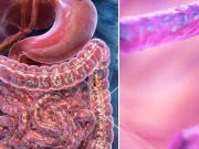 Estudio descubre el ‘virus aliado’ que podría cambiar el tratamiento del intestino: reduce la inflamación sin dañar la microbiota