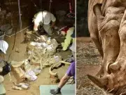 Así fue el hallazgo de dos esqueletos completos de rinoceronte de hace 200.000 años en una cueva de España