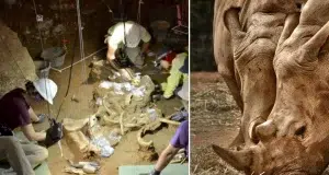 Así fue el hallazgo de dos esqueletos completos de rinoceronte de hace 200.000 años en una cueva de España