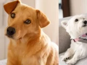Mientras en Colombia las mascotas andan libres en casa, en Japón las reglas de convivencia son distintas: estas son las diferencias en ambos países