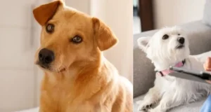 Mientras en Colombia las mascotas andan libres en casa, en Japón las reglas de convivencia son distintas: estas son las diferencias en ambos países