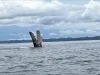 Las ballenas jorobadas llegaron al pacífico vallecaucano: recomendaciones para observarlas con responsabilidad