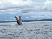 Las ballenas jorobadas llegaron al pacífico vallecaucano: recomendaciones para observarlas con responsabilidad