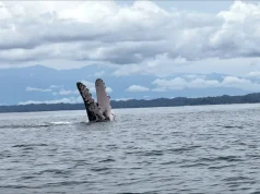 Las ballenas jorobadas llegaron al pacífico vallecaucano: recomendaciones para observarlas con responsabilidad