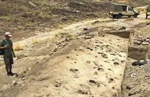 Revelan que los parientes de los humanos de hace 1,4 millones de años eran más grandes de lo estimado
