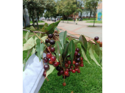 Aliso y Eugenia entre árboles que sucumbirían ante el calor