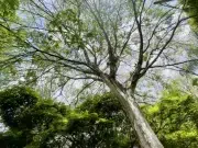 Medellín recibirá conferencia mundial sobre árboles urbanos