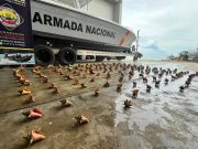 VIDEO | Armada y Carsucre liberan 151 caracoles pala en el Caribe