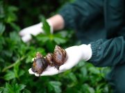 Avanza la recolección de caracoles invasores en zonas verdes