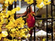El Tesoro alza el vuelo: una Feria de las Flores para reconectar con las aves de Colombia