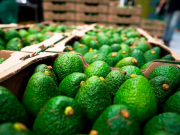 Exportaciones de aguacate Hass a EE. UU. crecieron 41 % en 2025