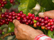 Gobierno y Fedecafé prorrogan contrato del Fondo Nacional del Café