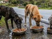 Una ruta solidaria por las mascotas olvidadas en las calles de Colombia