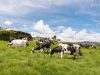 Leche: el negocio que sigue cuajando en La Unión