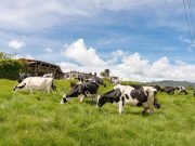 Leche: el negocio que sigue cuajando en La Unión