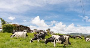 Leche: el negocio que sigue cuajando en La Unión