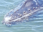 El Pacífico vallecaucano recibe a las ballenas jorobadas