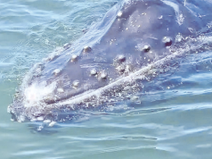 El Pacífico vallecaucano recibe a las ballenas jorobadas