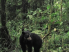 Una nueva generación de osos andinos crece en el Huila