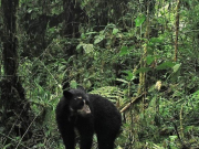 Una nueva generación de osos andinos crece en el Huila