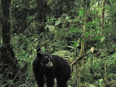 Una nueva generación de osos andinos crece en el Huila