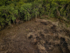 Urgen acciones contra la deforestación en la Amazonía
